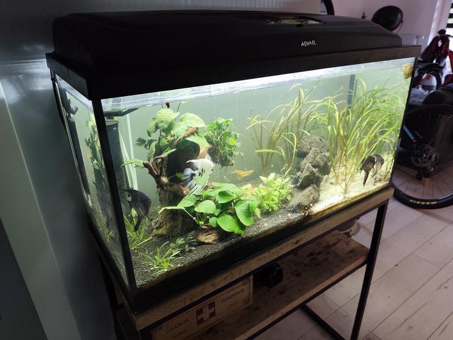 Akwarium 112 L z obsadą