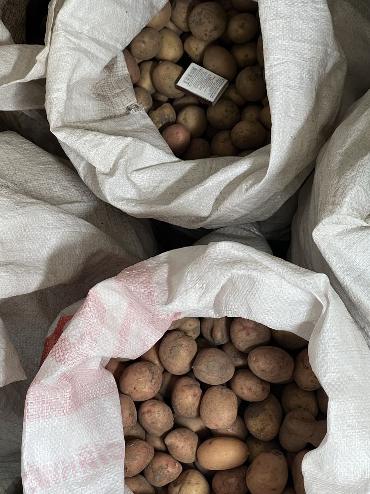 Продам картоплю Домашню — якість гарантую!