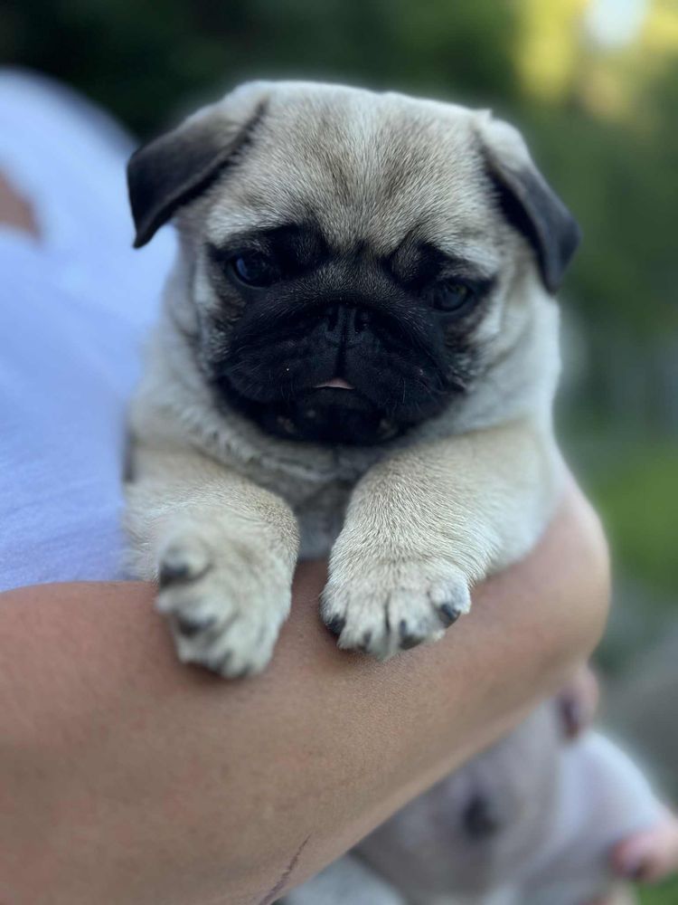 Mops szczeniak ZKwP gotowy do odbioru