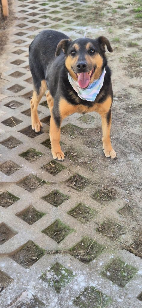 Radosny psiak do adopcji