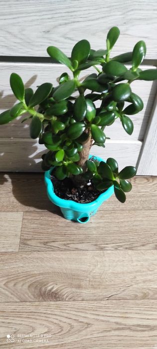 Денежное дерево или красула