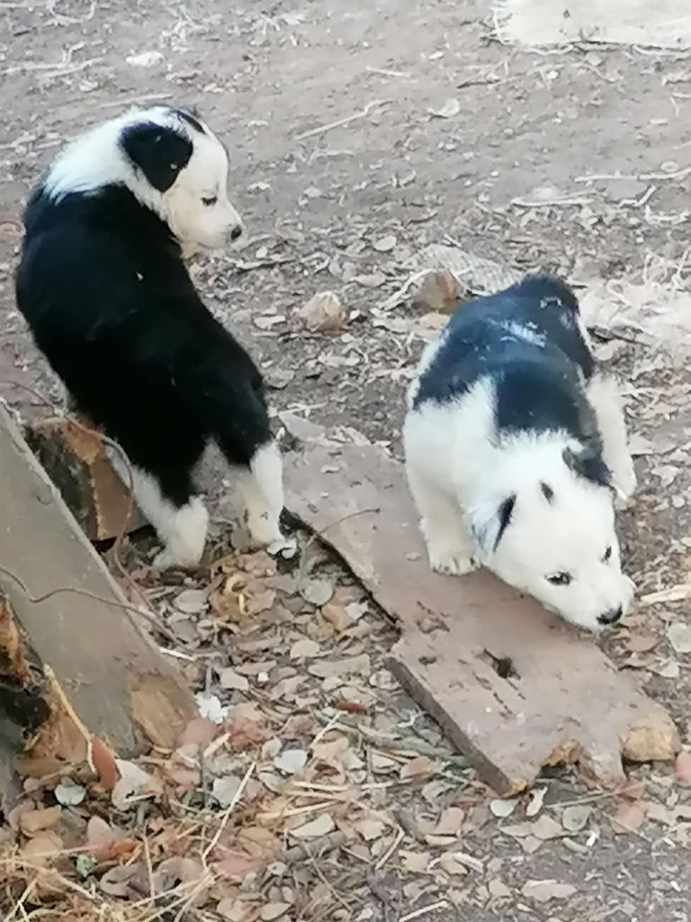 Collies um macho e uma fêmea