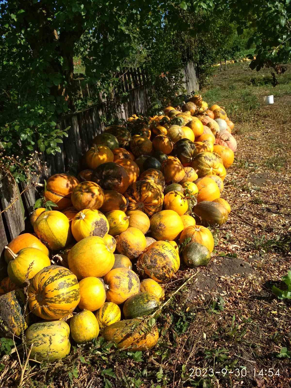 Продам гарбузи різних сортів