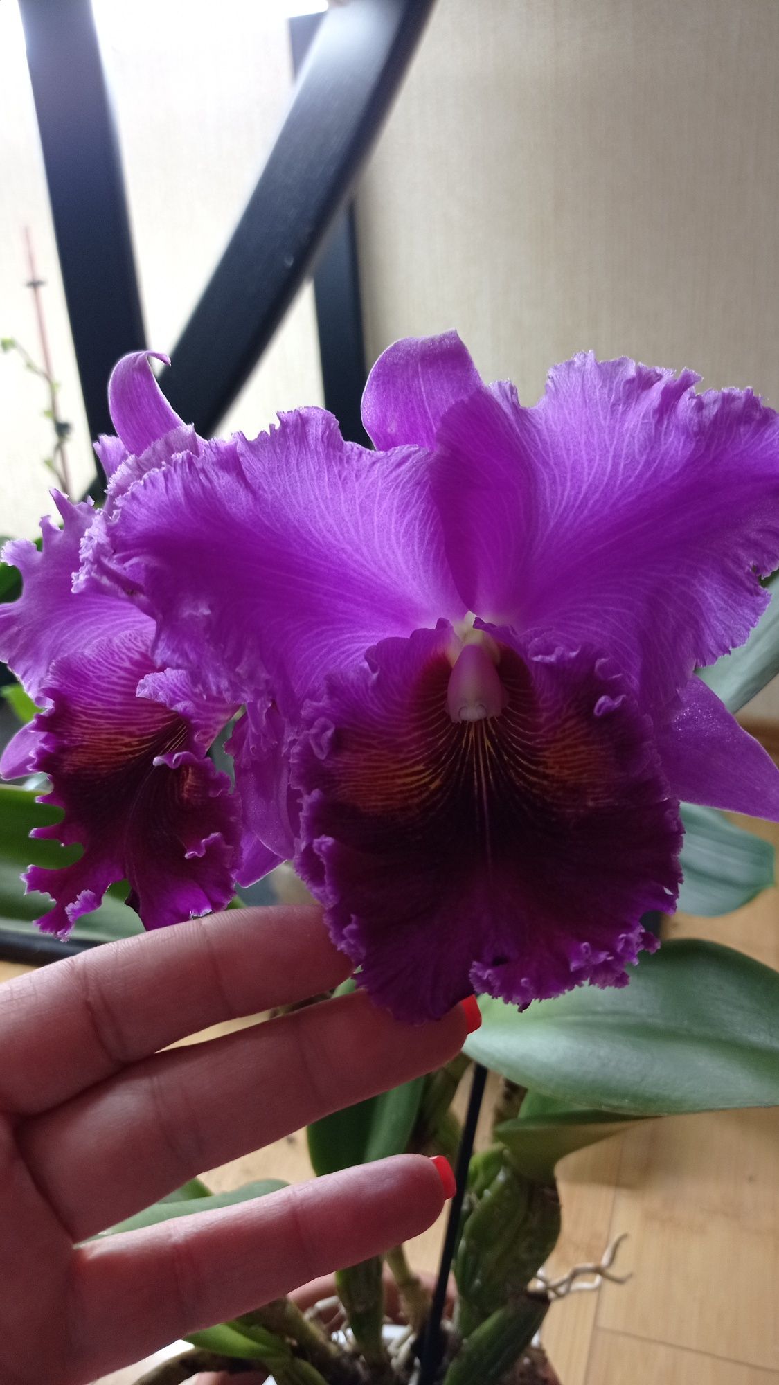 Орхидея Каттлея Ray Holmes New Berry
