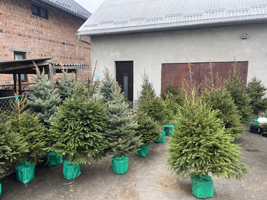 Жива різдвяна ялинка в горщику