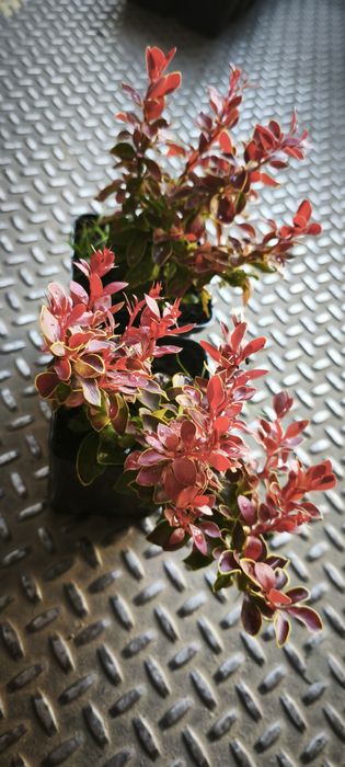 Барбарис Адмірейшн