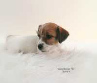 Jack Russell Terrier- sunia z rodowodem FCI