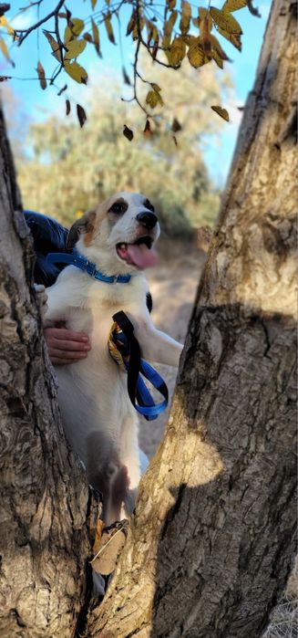 Бесплатно в добрые руки