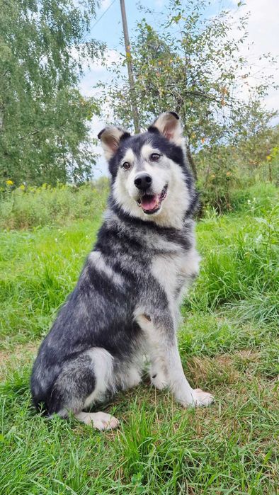 Mali miś-tuliś w typie malamuta adopcja