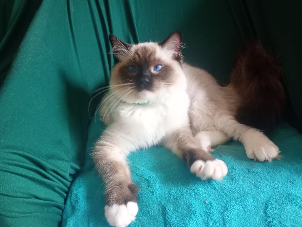 Kocurek ragdoll kocięta rodowodowe FPL