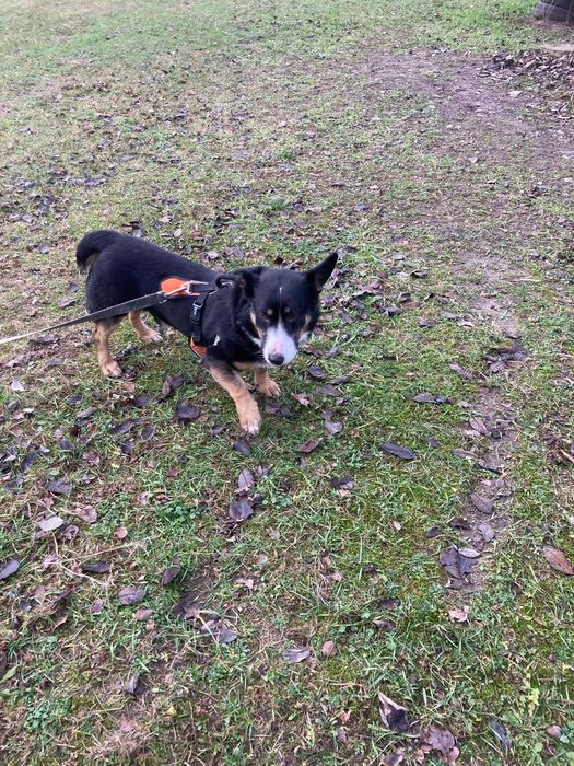 Jamnik mix szuka domu -schronisko Zgierz -aktualne