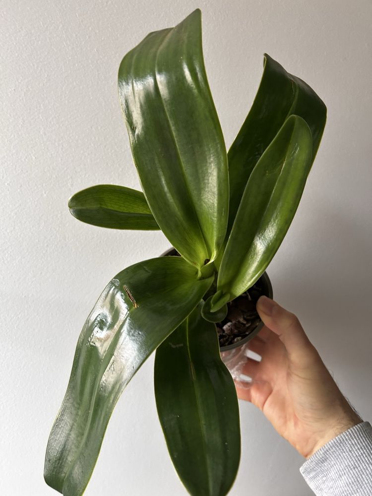 Orquidea coleção paphiopedilum- sapatinho