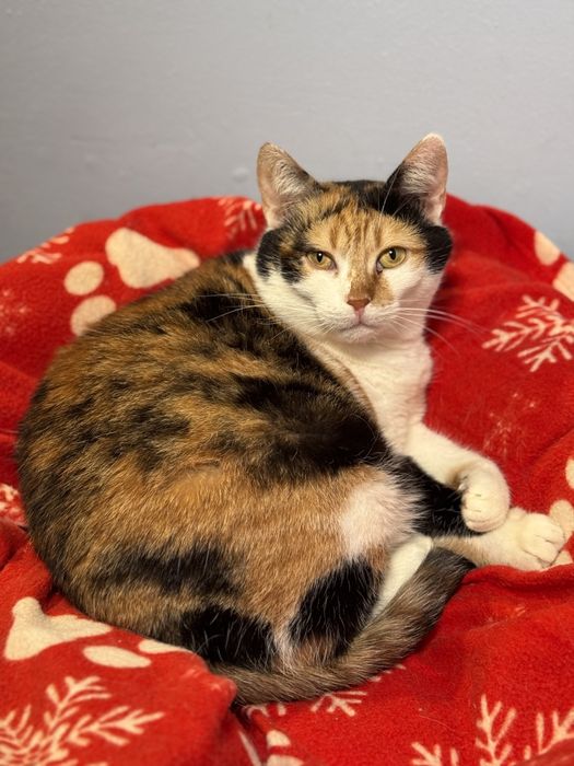 трёхцветные кошки в хорошие руки