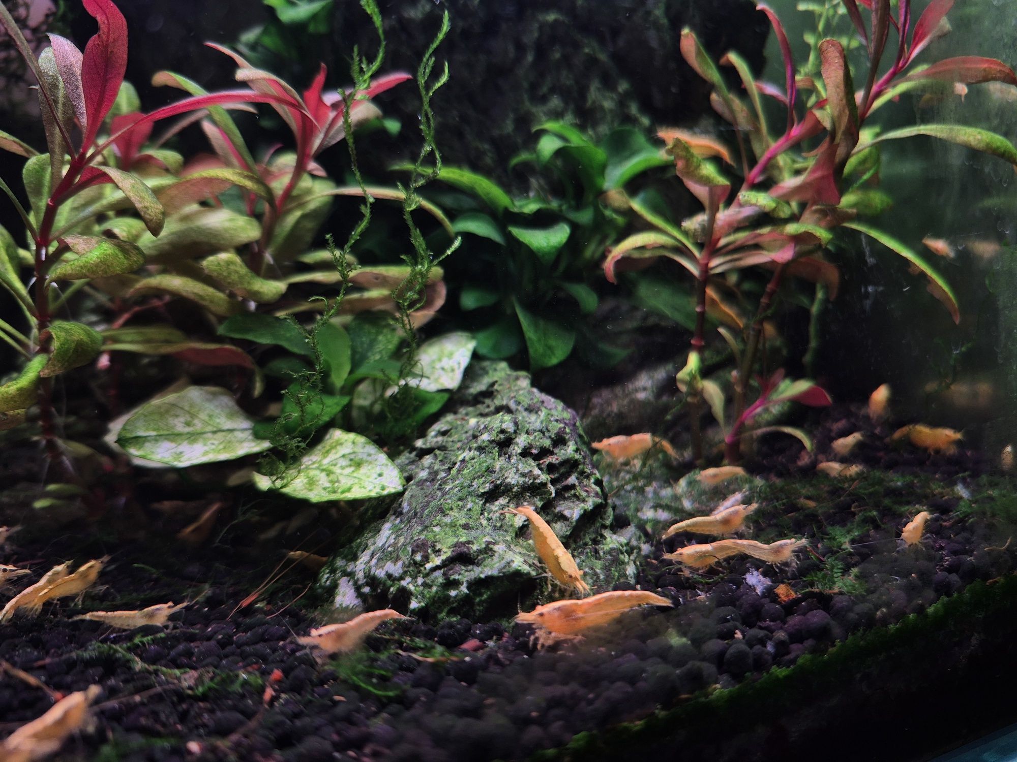 Camarões Neocaridina Yellow