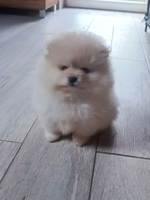 Pomeranian suczka "Bóo"