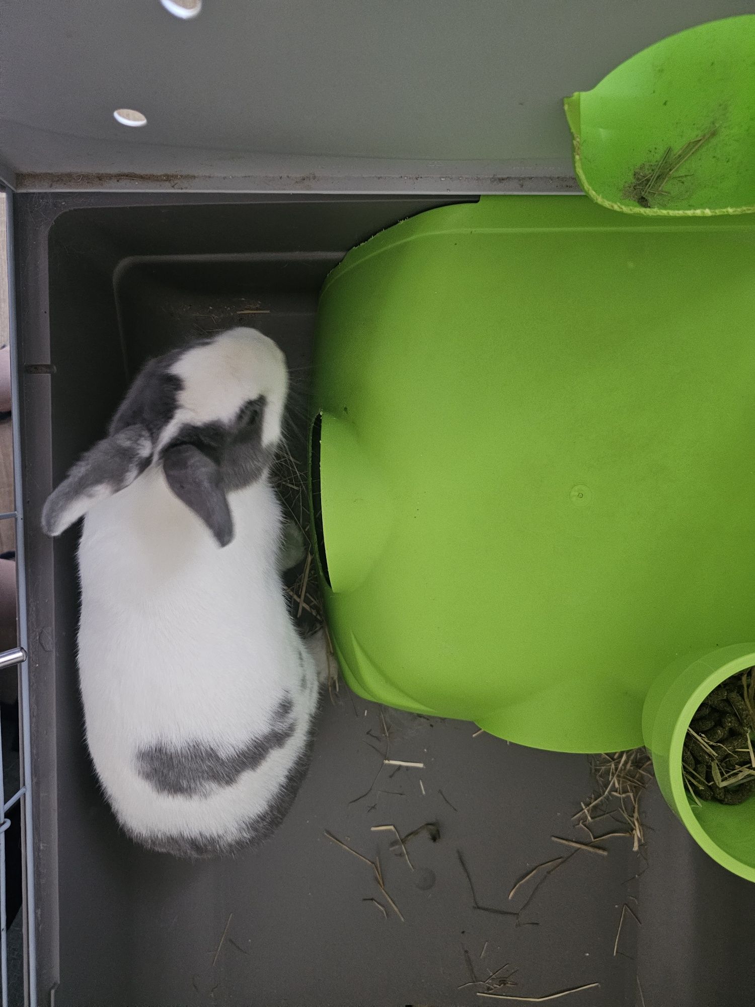 Coelha com 1 ano + acessórios e comida