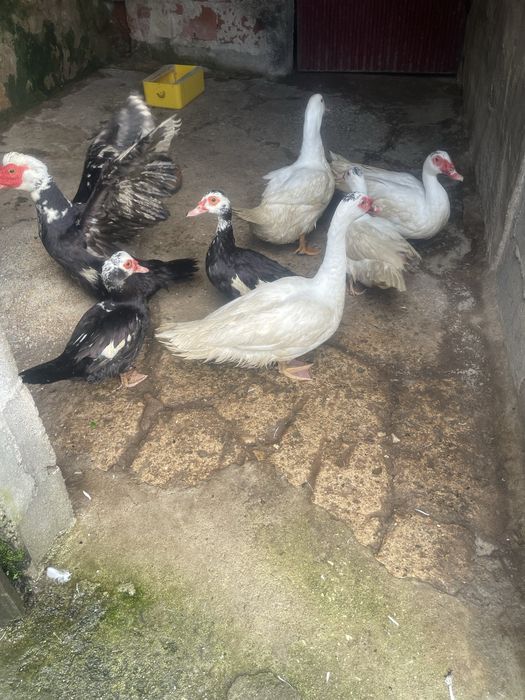 ——Patos mudos — ——