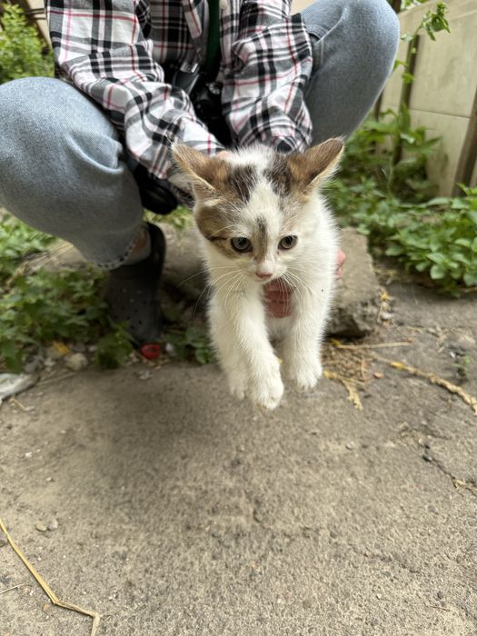Кошенятка в добрі руки