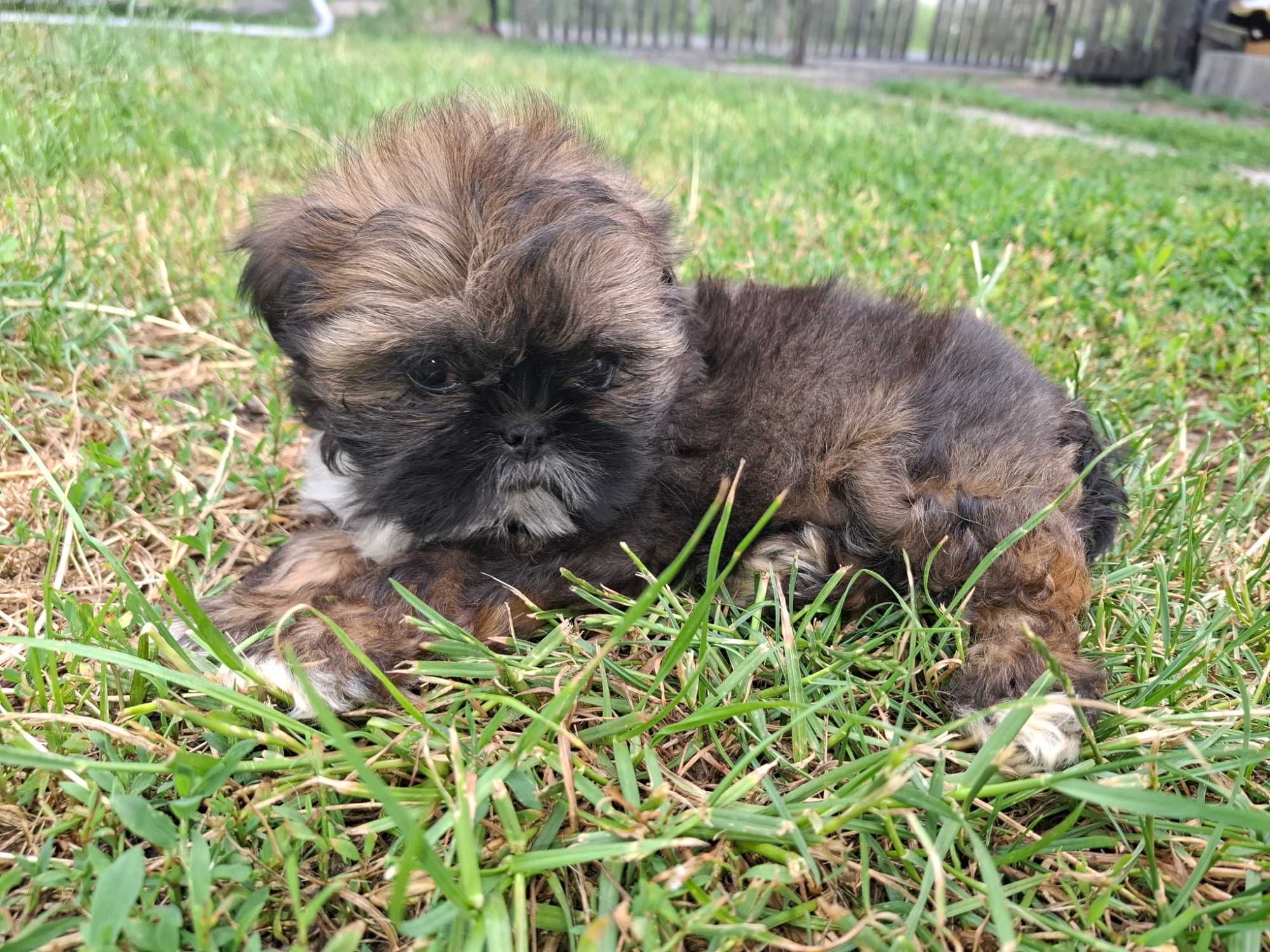 Sunia rasy shih tzu gotowa do zmiany domu