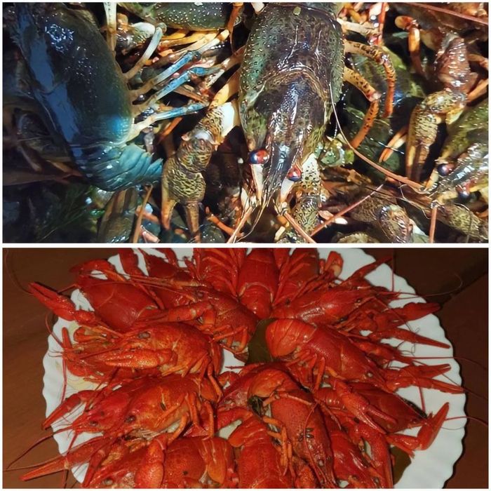 Раки Раки тут Креветки Морепродукти