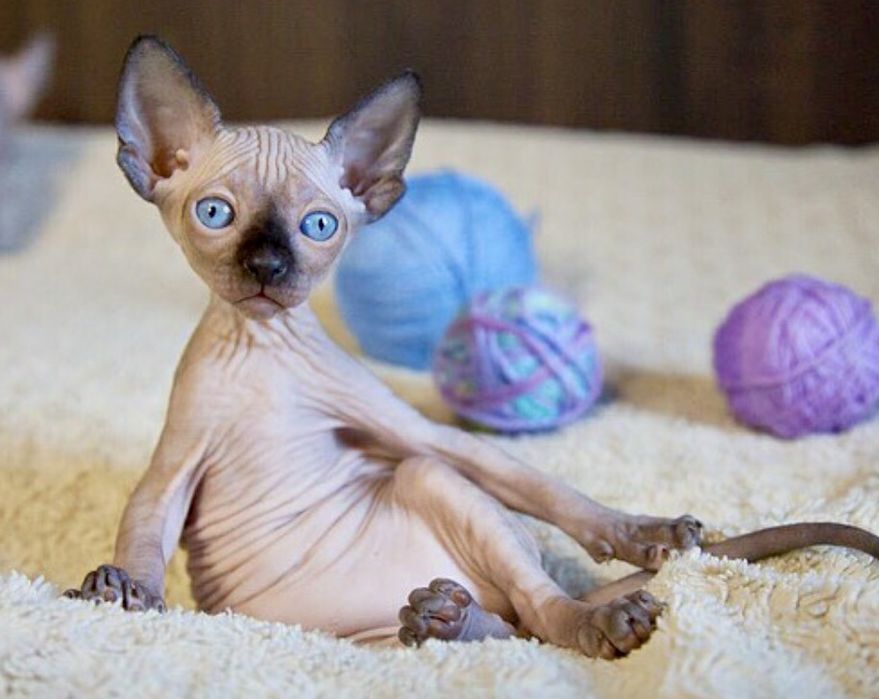 Котики канадського сфінкса