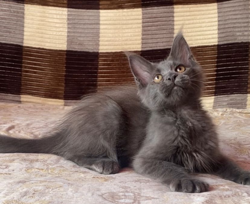 Котики Майн-Куни