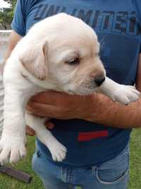 Labrador retriever