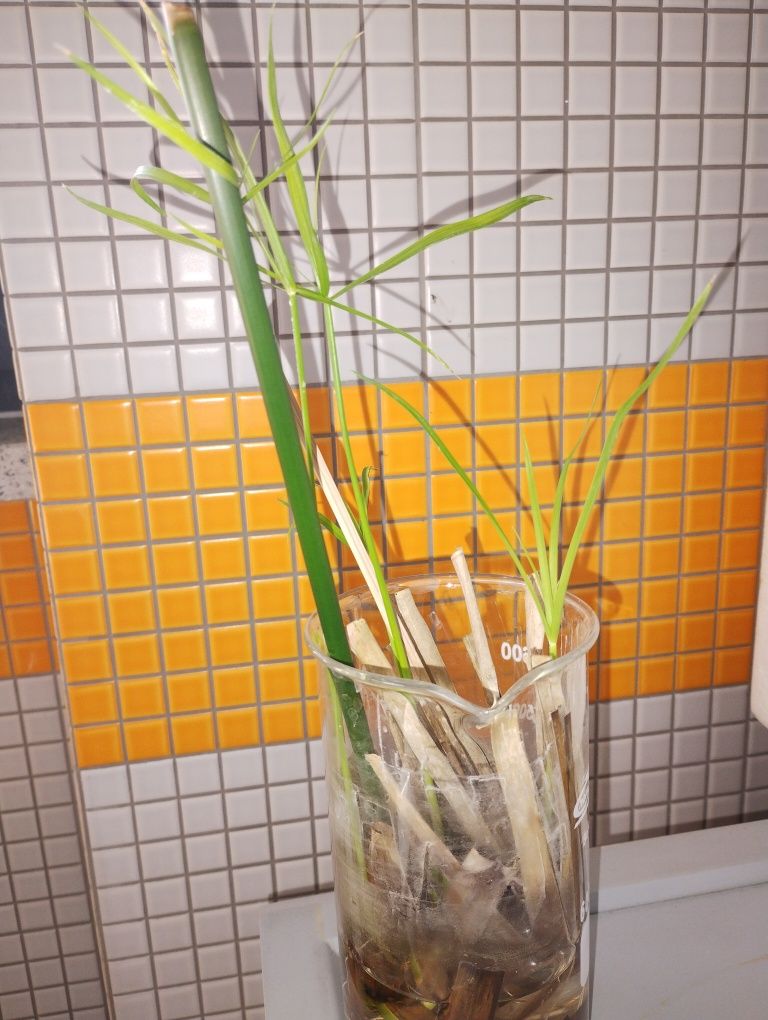 Sadzonka papirusa