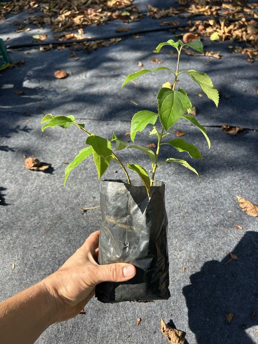 Форзиція яскравий кущ