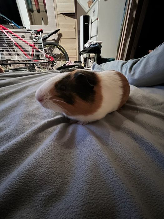 Swinka morska młoda