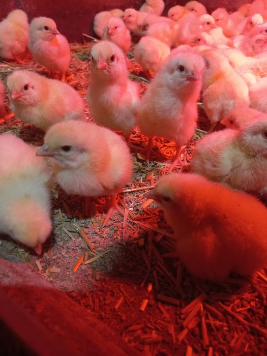 Добовий бройлер кобб500