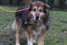 104602 Edi do adopcji.