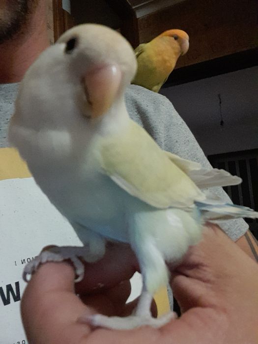 Agapone criado a mão