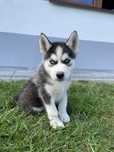 Szczeniak Syberian Husky