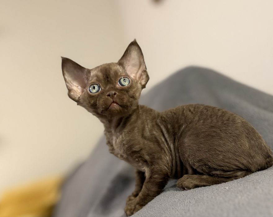 Devon rex kocurek