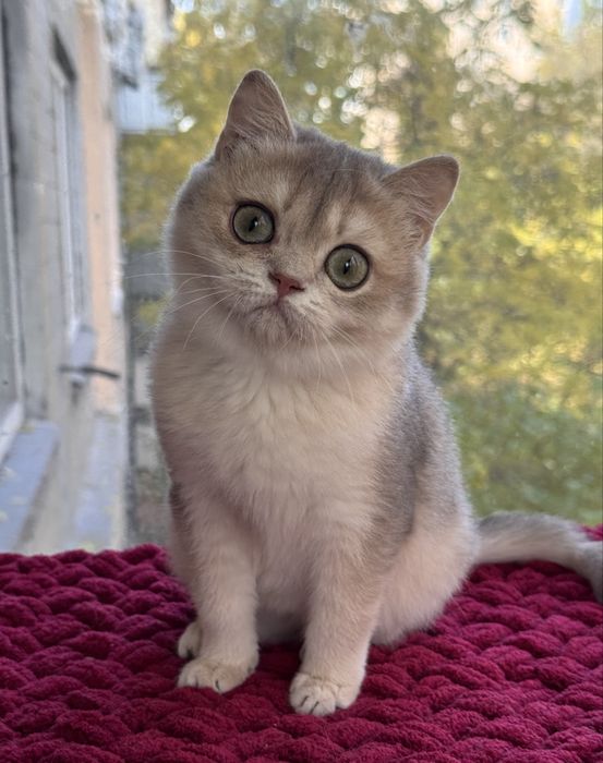 Кішечка дівчинка британська блакитна золота шиншила