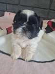 Śliczna Shih tzu z genem czekoladowym