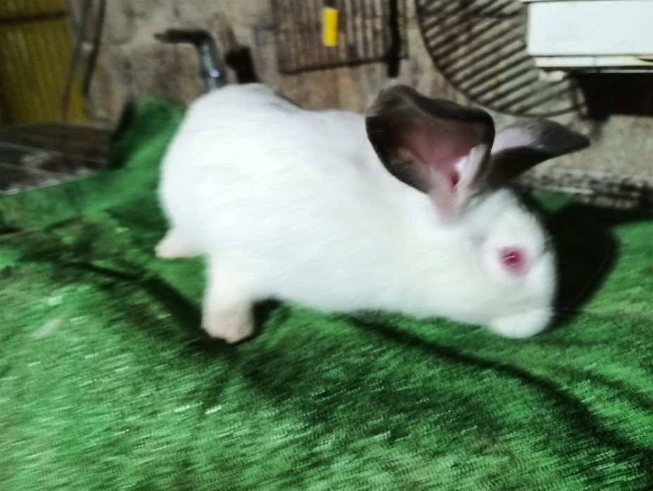 Vendo coelhos Califórnia