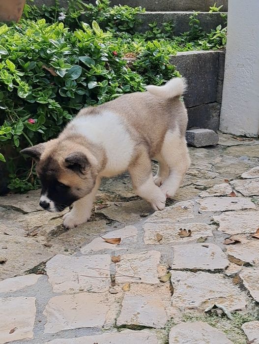 Akita Americano Fêmea castanha