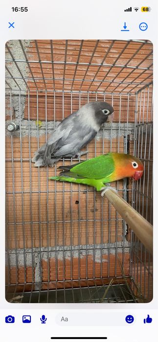 Vendo casal de agapones
