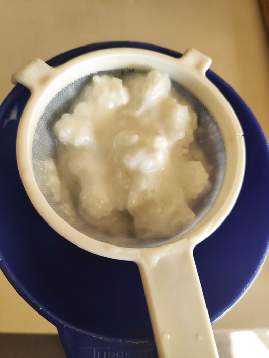 Grãos de Kefir de leite
