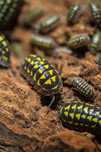 Armadillidium Gestroi