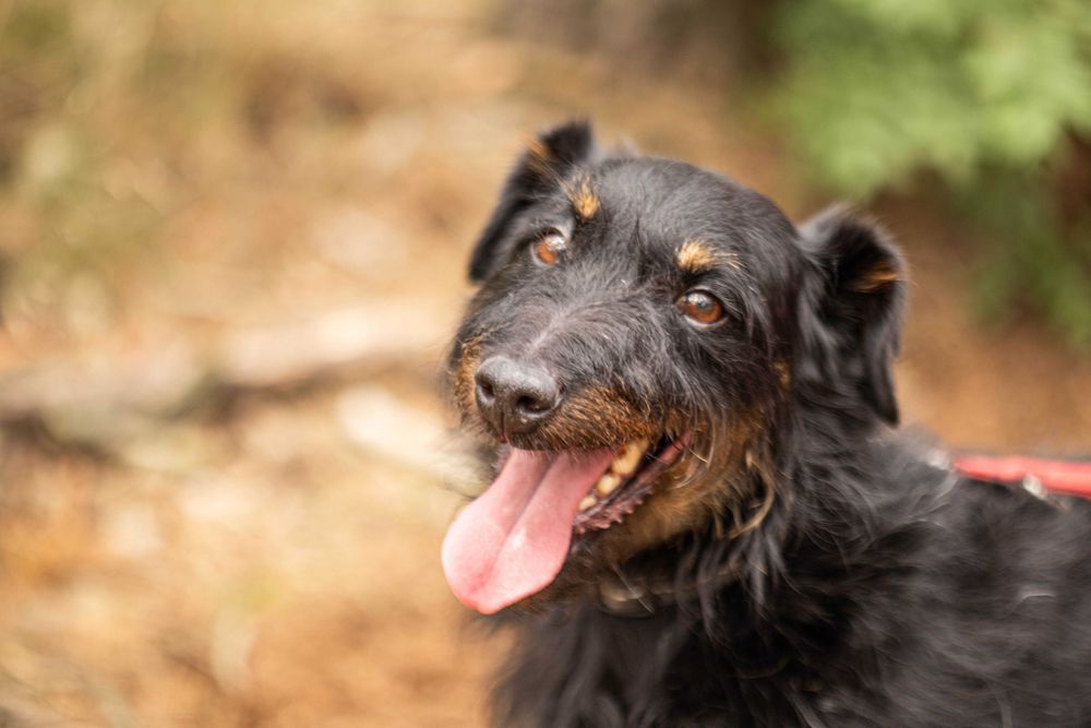 Norek w typie jagdterier - żywe srebro szuka domu!