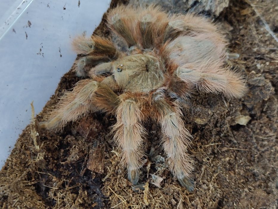 Nhandu tripepi samica 6DC