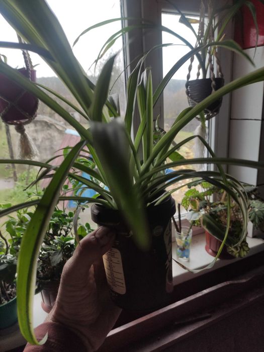 Каланхое, квіти, квітка