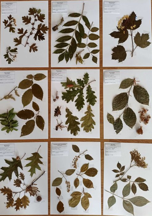 20 gat lato zielnik 2025 mix z opisami na bloku