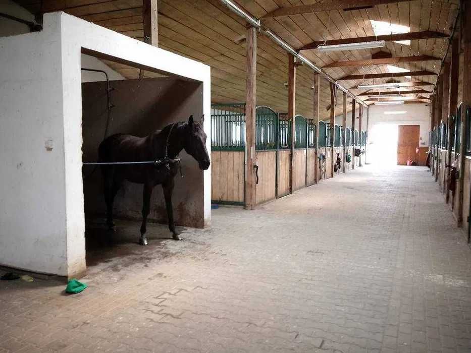 Stajnia - Ośrodek jeździecki pod Warszawą szuka nowego właściciela