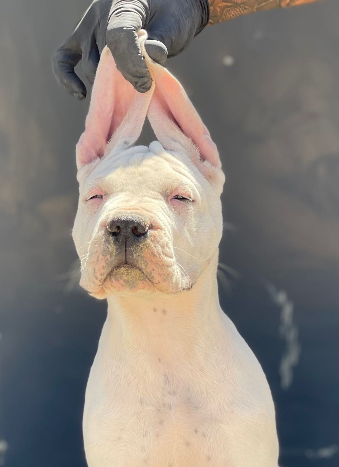 Dogo Argentino Cachorro