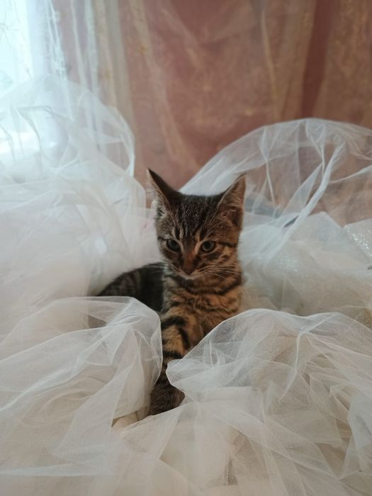 Віддам котиків і кішечку