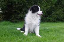 Border Collie- ZKwP/FCI śliczny piesek gotowy do odbioru